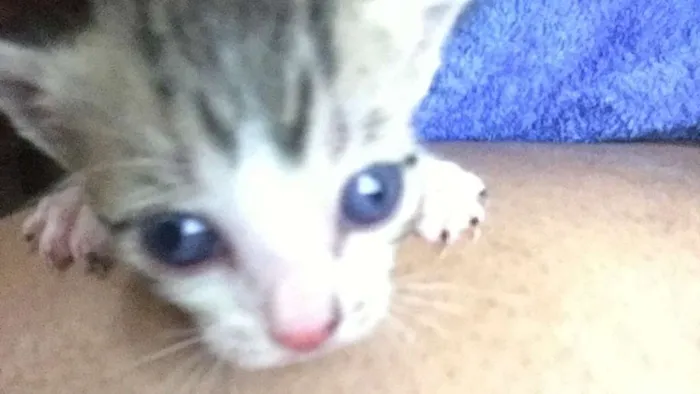 Gato ra a  idade Abaixo de 2 meses nome Não temos nomes
