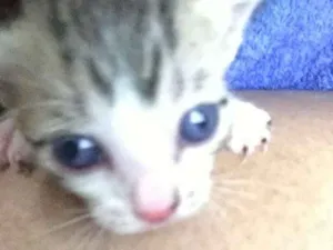 Gato raça  idade Abaixo de 2 meses nome Não temos nomes