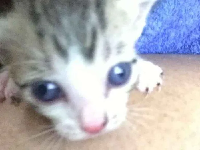 Gato ra a  idade Abaixo de 2 meses nome Não temos nomes