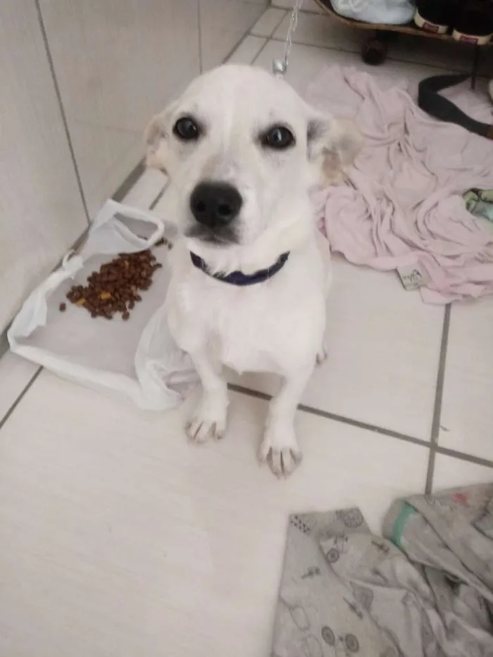 Cachorro ra a  idade 2 a 6 meses nome Sem nome 