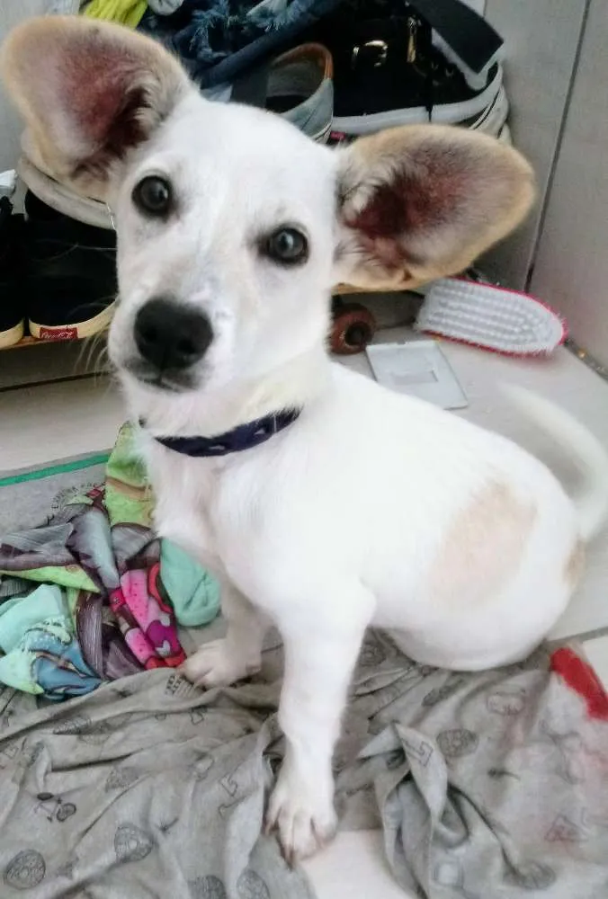 Cachorro ra a  idade 2 a 6 meses nome Sem nome 