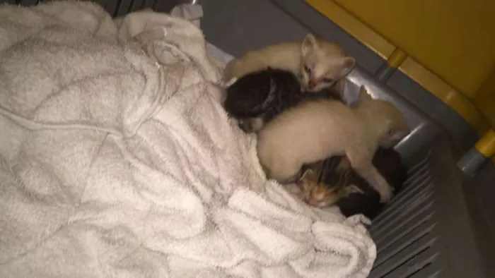 Gato ra a  idade Abaixo de 2 meses nome Não temos nomes