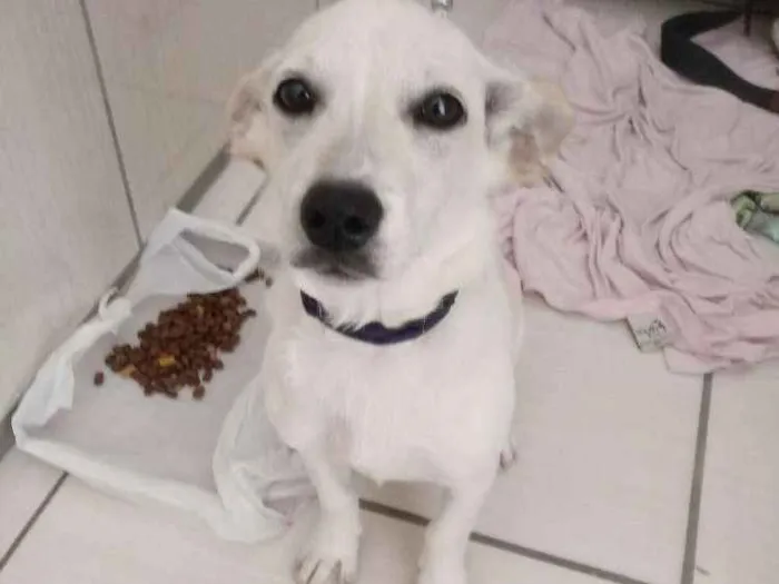 Cachorro ra a  idade 2 a 6 meses nome Sem nome 