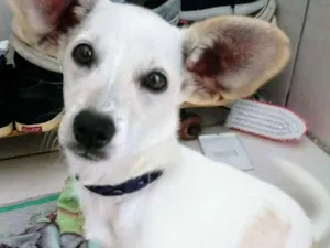 Cachorro raça  idade 2 a 6 meses nome Sem nome 