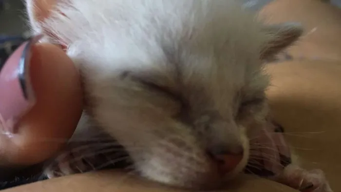 Gato ra a  idade Abaixo de 2 meses nome Não temos nomes