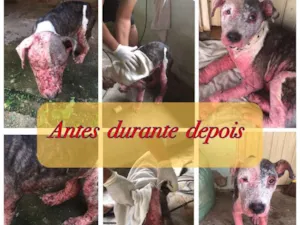 Cachorro raça Pitbull  idade 7 a 11 meses nome Ayka