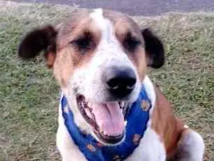 Cachorro ra a SRD idade 2 anos nome Ze Pequeno