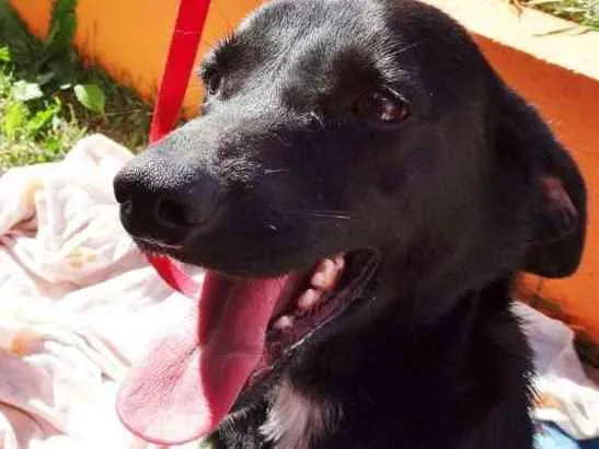 Cachorro ra a srd idade 2 anos nome Batman