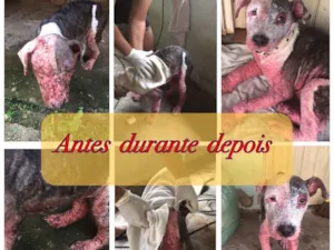 Cachorro raça Pitbull  idade 7 a 11 meses nome Ayka