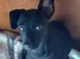 Molly
