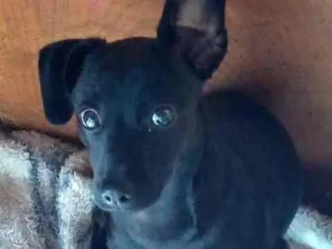 Cachorro ra a Não definida  idade 7 a 11 meses nome Molly