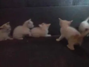 Gato raça sem raça idade Abaixo de 2 meses nome sem nome