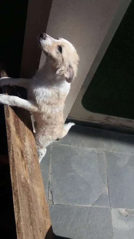 Cachorro ra a SEM RAÇA idade 7 a 11 meses nome MEG