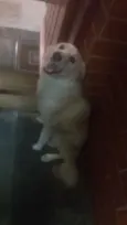 MEG