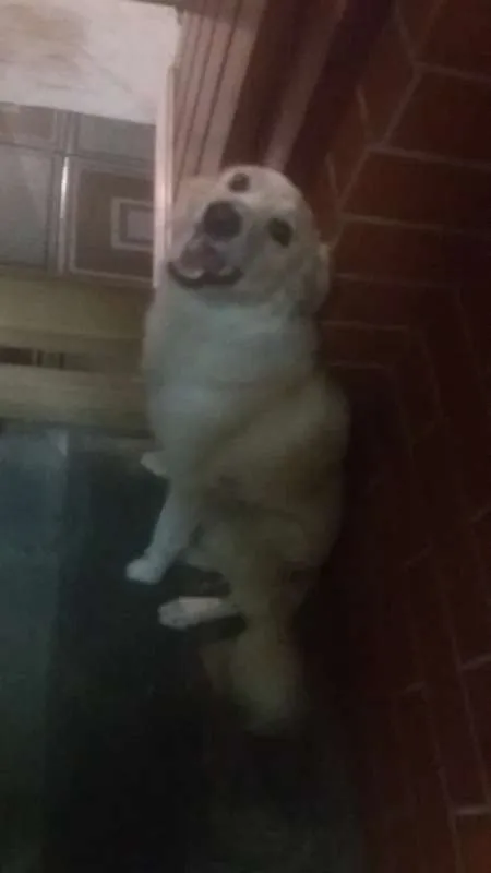 Cachorro ra a SEM RAÇA idade 7 a 11 meses nome MEG