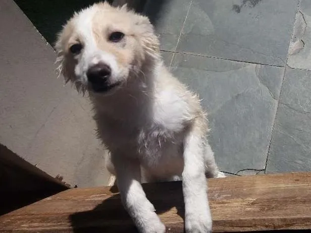 Cachorro ra a SEM RAÇA idade 7 a 11 meses nome MEG