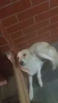 MEG
