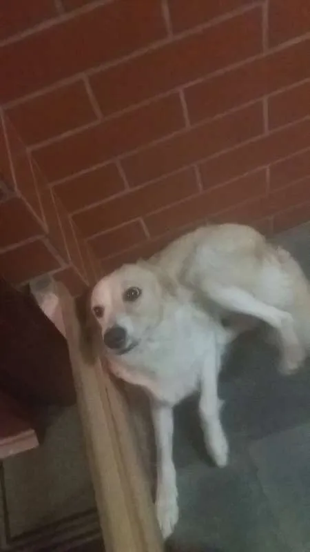 Cachorro ra a SEM RAÇA idade 7 a 11 meses nome MEG
