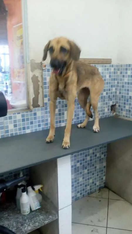 Cachorro ra a SRD idade 2 anos nome Penelope