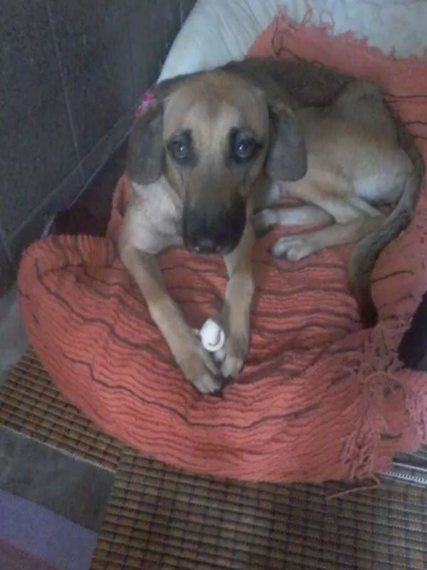 Cachorro ra a SRD idade 2 anos nome Penelope
