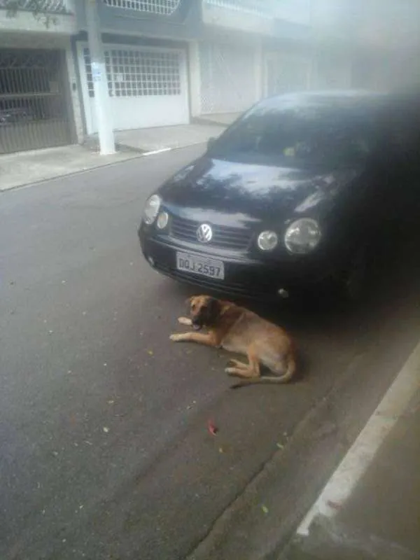 Cachorro ra a SRD idade 2 anos nome Penelope