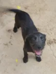Sapeka