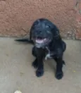 Sapeka