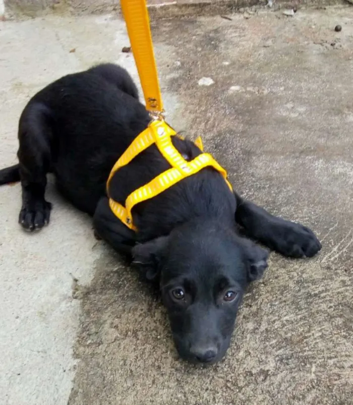 Cachorro ra a Sem raça definida idade 2 a 6 meses nome Pantera
