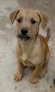 Leão