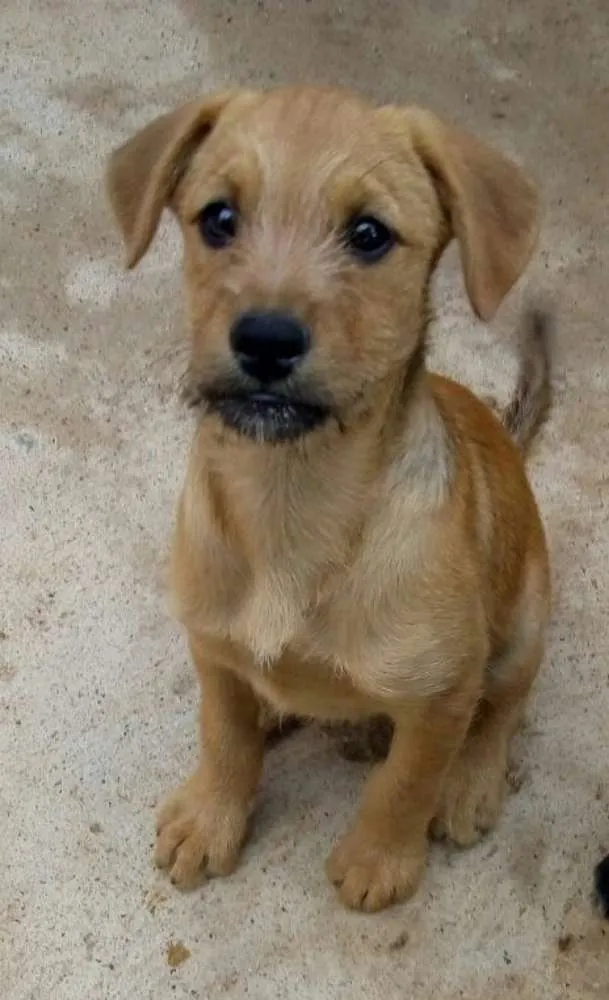 Cachorro ra a Sem raça definida idade 2 a 6 meses nome Leão