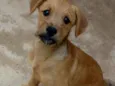 Leão