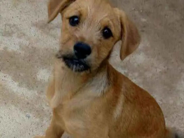 Cachorro ra a Sem raça definida idade 2 a 6 meses nome Leão