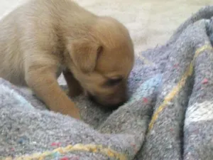 Cachorro raça SRD idade 2 a 6 meses nome sem nome