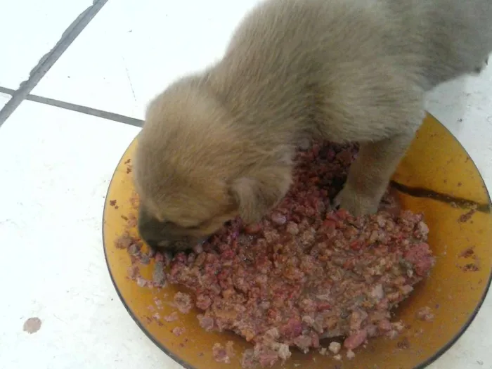 Cachorro ra a SRD idade 2 a 6 meses nome sem nome