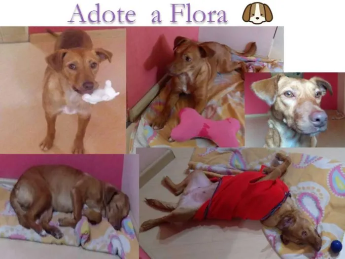 Cachorro ra a SRD idade 2 anos nome Flora