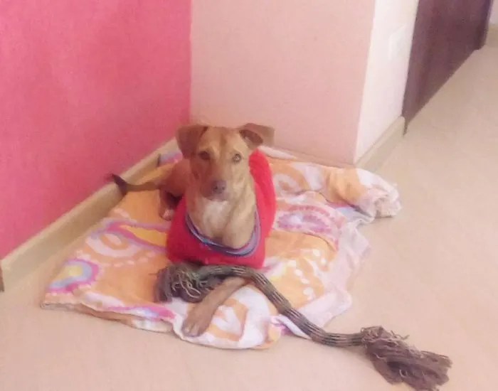 Cachorro ra a SRD idade 2 anos nome Flora
