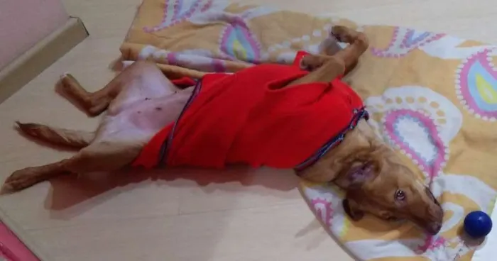 Cachorro ra a SRD idade 2 anos nome Flora