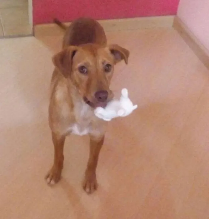 Cachorro ra a SRD idade 2 anos nome Flora