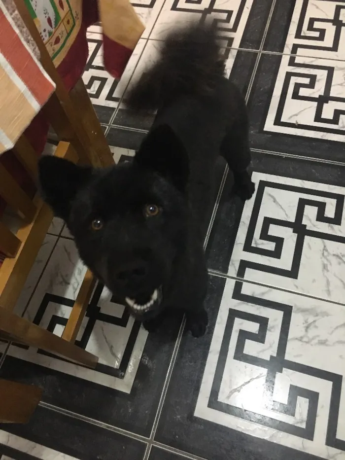 Cachorro ra a Chow chow idade 1 ano nome Meggy