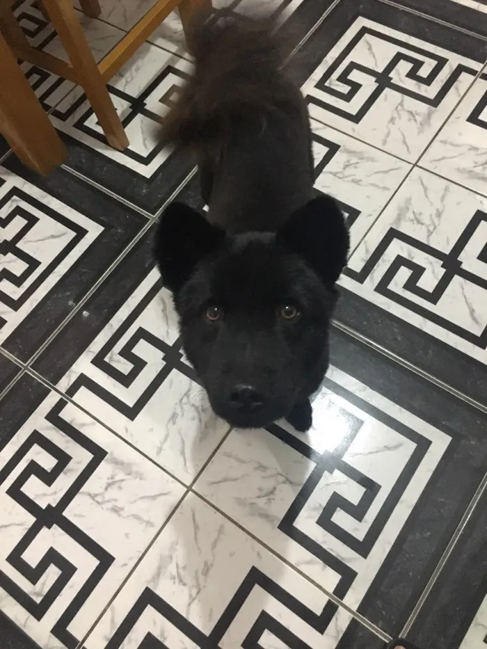 Cachorro ra a Chow chow idade 1 ano nome Meggy