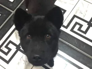 Cachorro raça Chow chow idade 1 ano nome Meggy