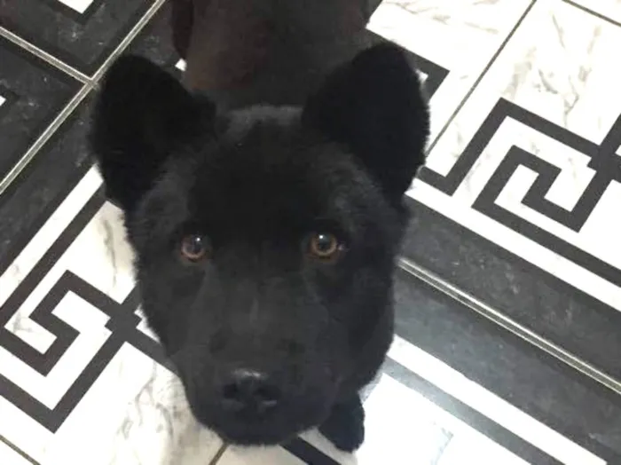 Cachorro ra a Chow chow idade 1 ano nome Meggy