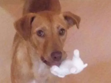 Cachorro ra a SRD idade 2 anos nome Flora