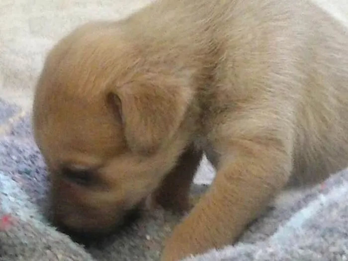 Cachorro ra a SRD idade 2 a 6 meses nome sem nome