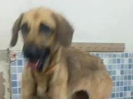 Cachorro ra a SRD idade 2 anos nome Penelope
