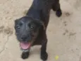 Sapeka