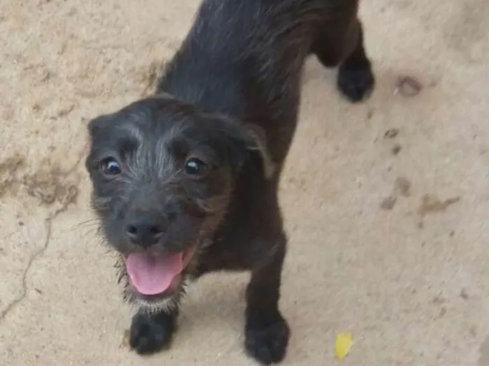 Cachorro ra a Sem raça definida idade 2 a 6 meses nome Sapeka