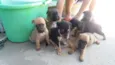 Cães filhotes