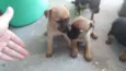 Cães filhotes