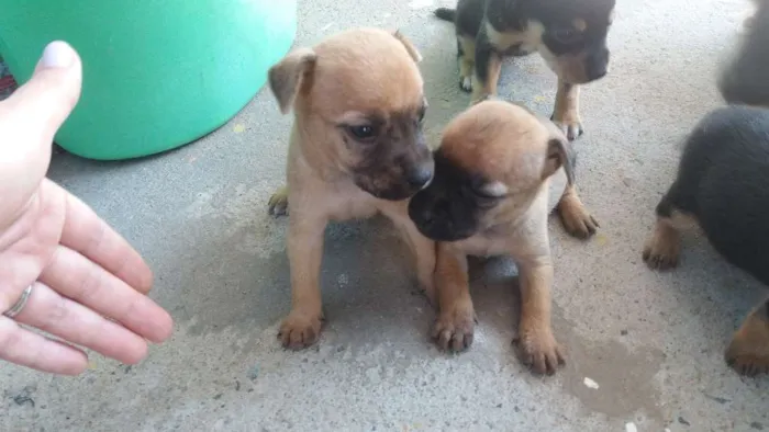 Cachorro raça Vira lata idade Abaixo de 2 meses nome Cães filhotes